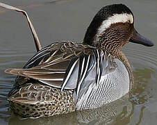 Garganey