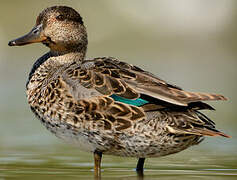 Eurasian Teal