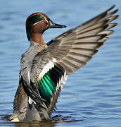 Eurasian Teal