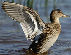 Eurasian Teal