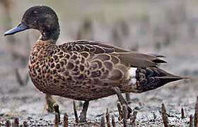 Chestnut Teal