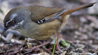 White-browed Scrubwren