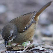 White-browed Scrubwren