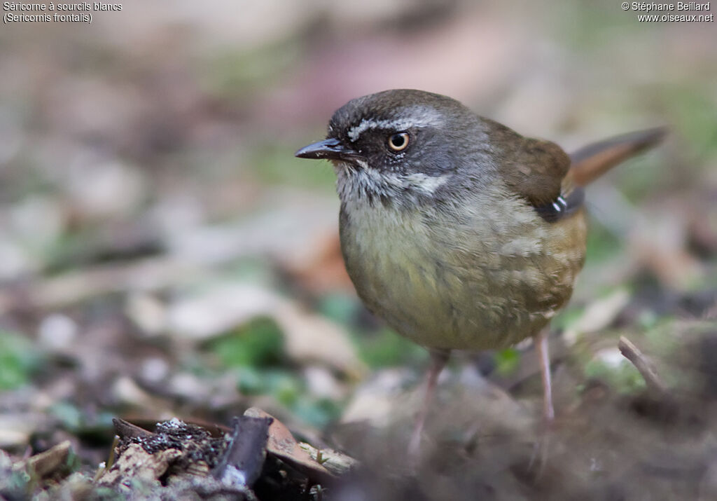 White-browed Scrubwren