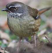 White-browed Scrubwren