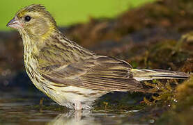 European Serin