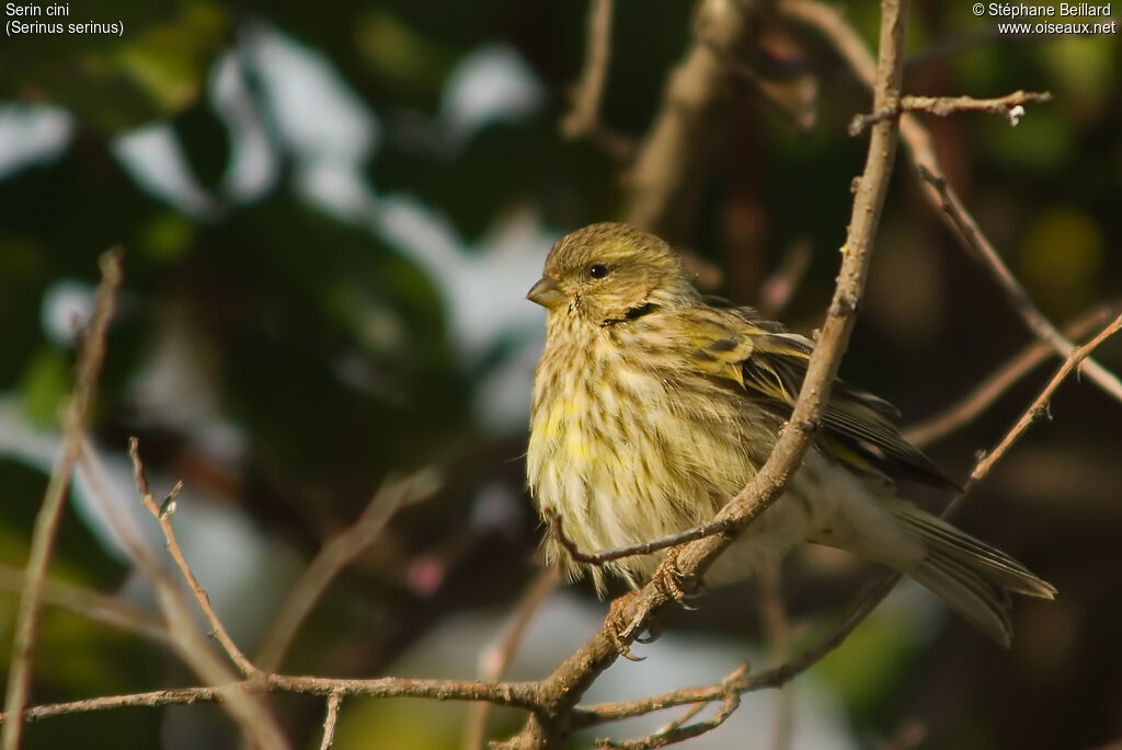 Serin cini