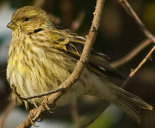 European Serin