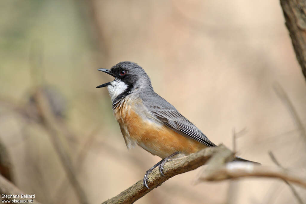 Rufous Whistler male adult, identification