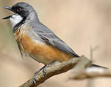 Rufous Whistler