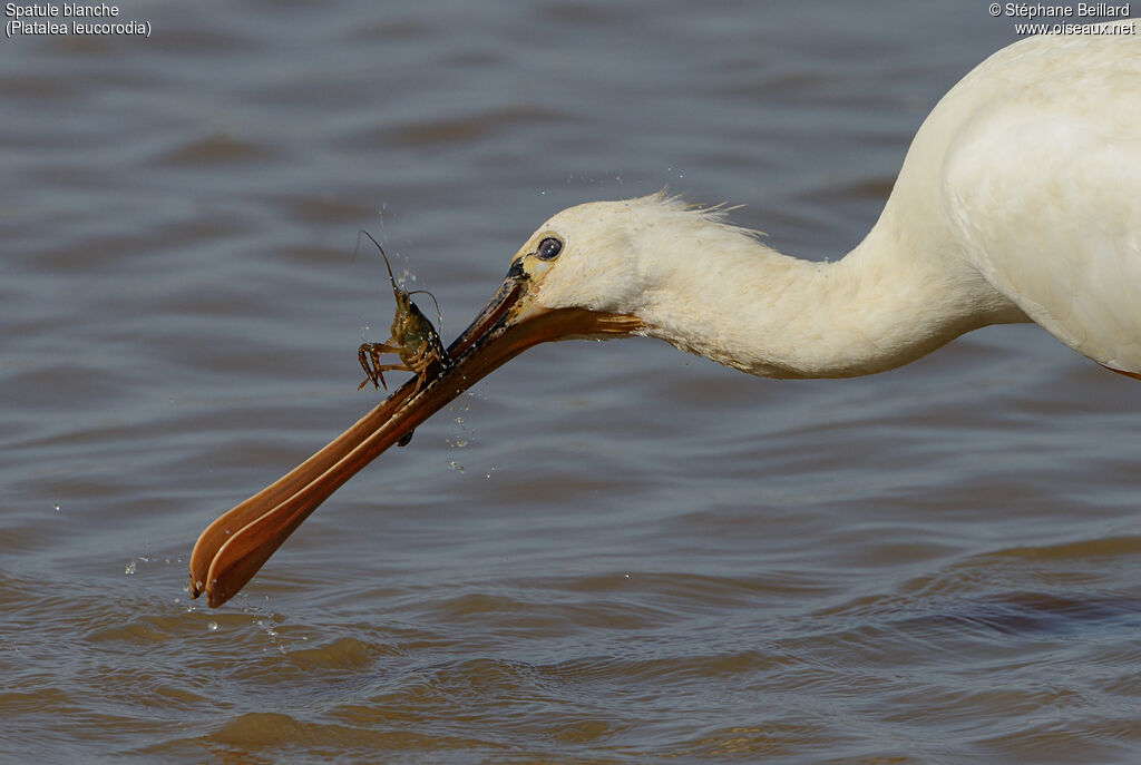 Eurasian Spoonbill