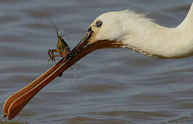 Eurasian Spoonbill