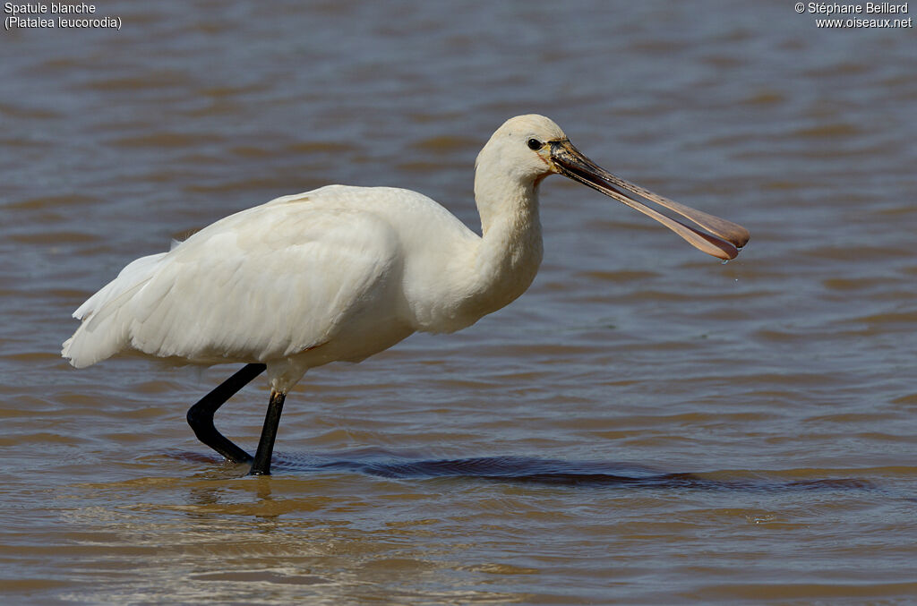 Eurasian Spoonbill