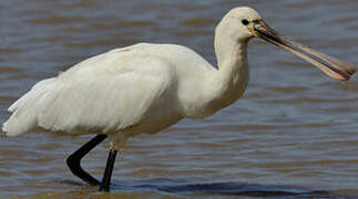 Eurasian Spoonbill