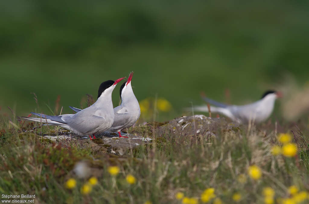 Arctic Ternadult breeding, courting display, Behaviour