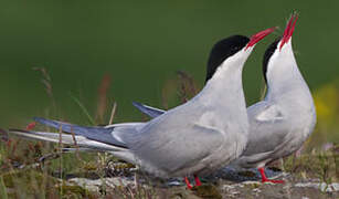 Arctic Tern