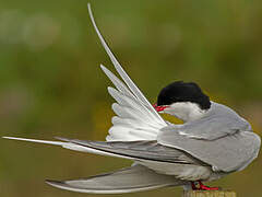 Arctic Tern