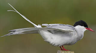 Arctic Tern