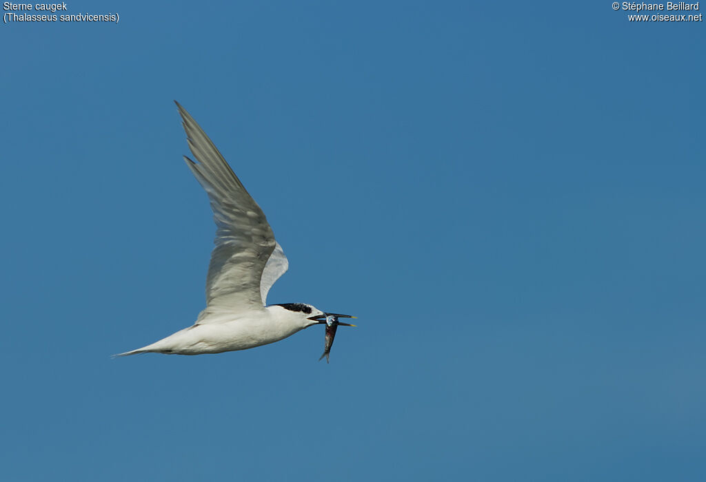 Sandwich Tern