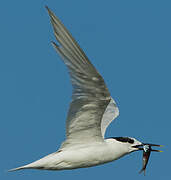 Sandwich Tern