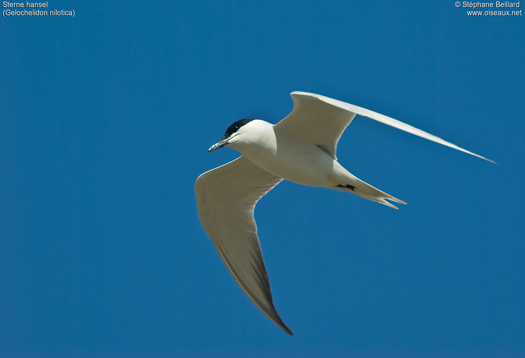 Gull-billed Tern