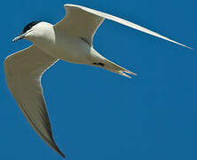 Gull-billed Tern