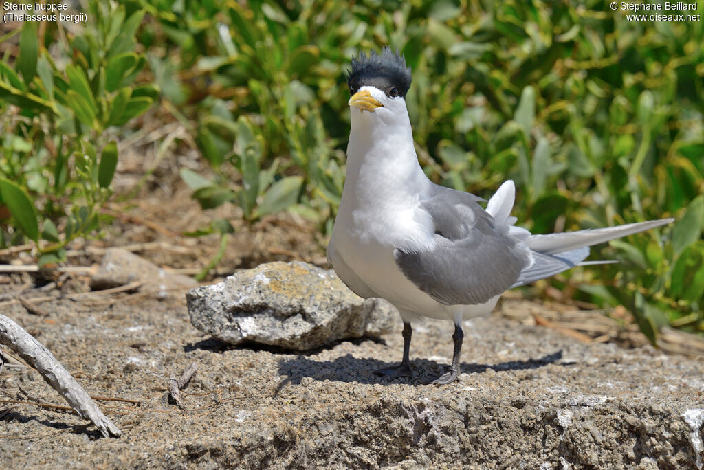 Greater Crested Ternadult