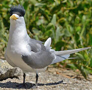 Greater Crested Tern