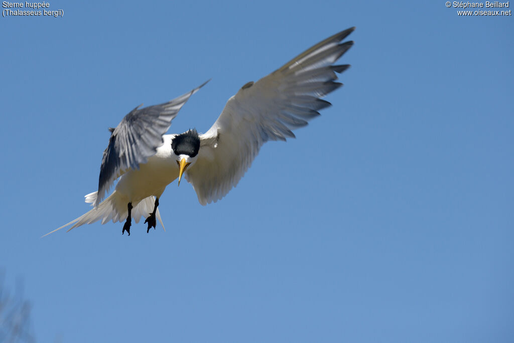 Greater Crested Ternadult