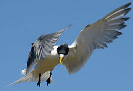 Greater Crested Tern