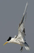 Greater Crested Tern