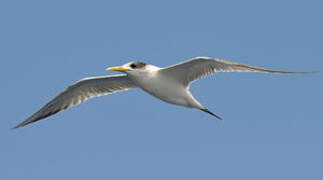 Fairy Tern