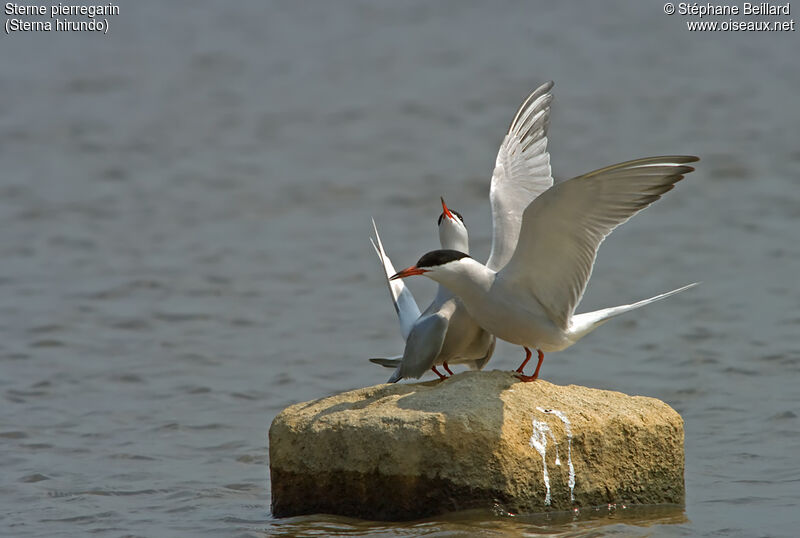 Common Tern adult