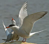 Common Tern