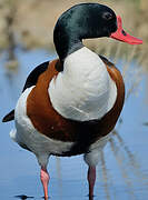 Common Shelduck