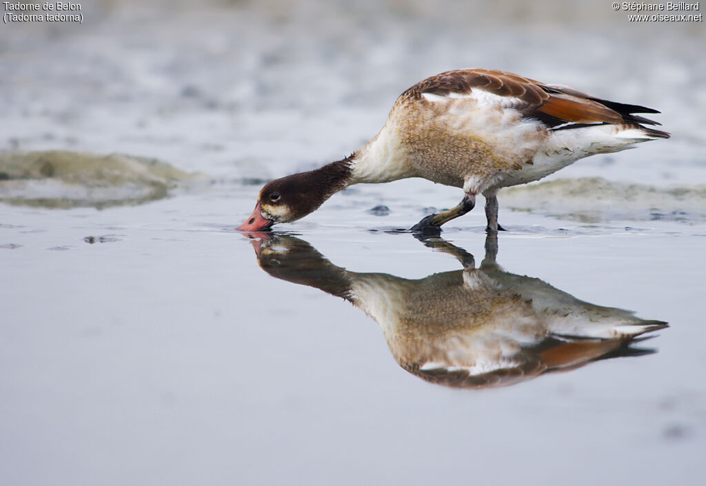 Common Shelduckjuvenile