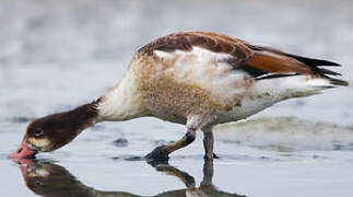 Common Shelduck