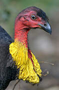 Australian Brushturkey