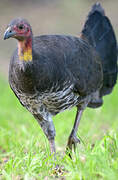 Australian Brushturkey