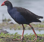 Australasian Swamphen