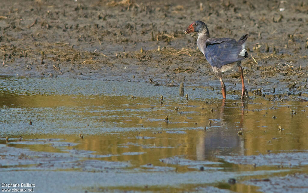 Western Swamphenimmature, identification