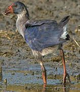 Western Swamphen