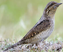 Eurasian Wryneck