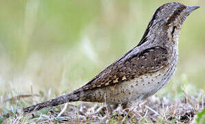 Eurasian Wryneck