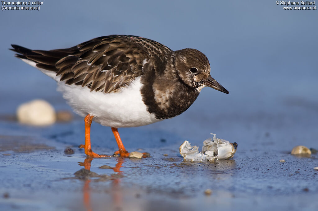 Ruddy Turnstone