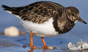 Ruddy Turnstone