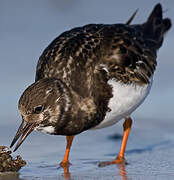 Ruddy Turnstone