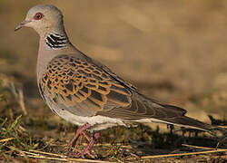 European Turtle Dove