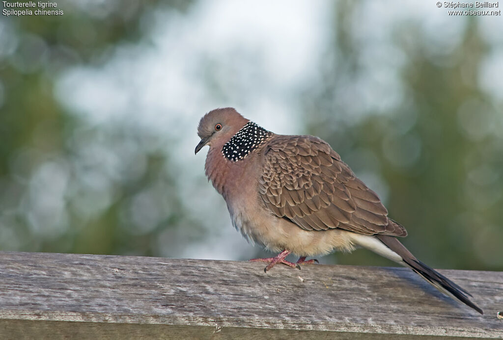 Spotted Dove