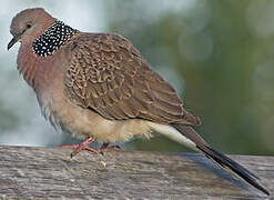 Spotted Dove